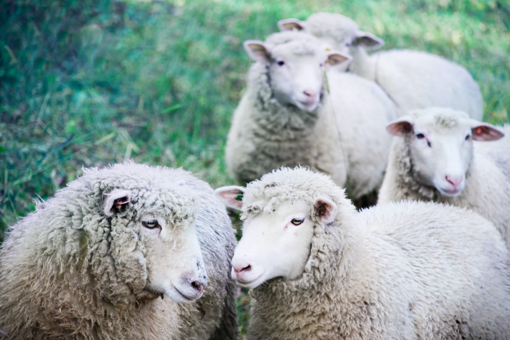 Harper ES Data group